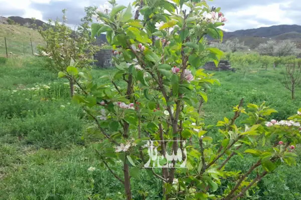 زمین باغ با سند رسمی روستای تازه کند سد نهند ۷۵۰ متر - تصویر 1