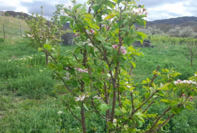 زمین باغ با سند رسمی روستای تازه کند سد نهند ۷۵۰ متر