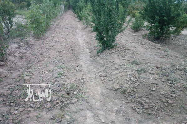 زمین دارای درختان میوه آزادگان شرق خیابان شمس آباد ۵۰۰ متر-1