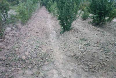 زمین دارای درختان میوه آزادگان شرق خیابان شمس آباد ۵۰۰ متر