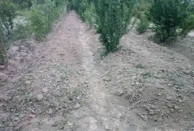 زمین دارای درختان میوه آزادگان شرق خیابان شمس آباد ۵۰۰ متر