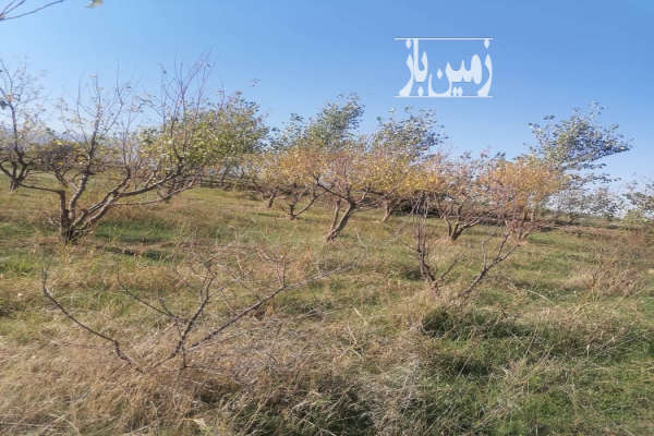 زمین و باغ آلو شابلون روستای دودانگه ۳۰۰ متر-1