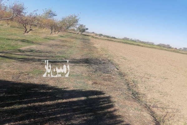 زمین و باغ آلو شابلون روستای دودانگه ۳۰۰ متر-2