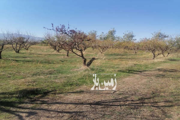 زمین و باغ آلو شابلون روستای دودانگه ۳۰۰ متر-3