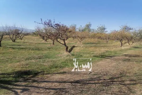 زمین و باغ آلو شابلون روستای دودانگه ۳۰۰ متر - تصویر 3