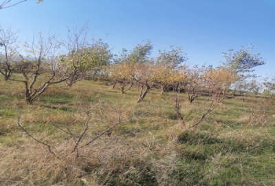 زمین و باغ آلو شابلون روستای دودانگه ۳۰۰ متر