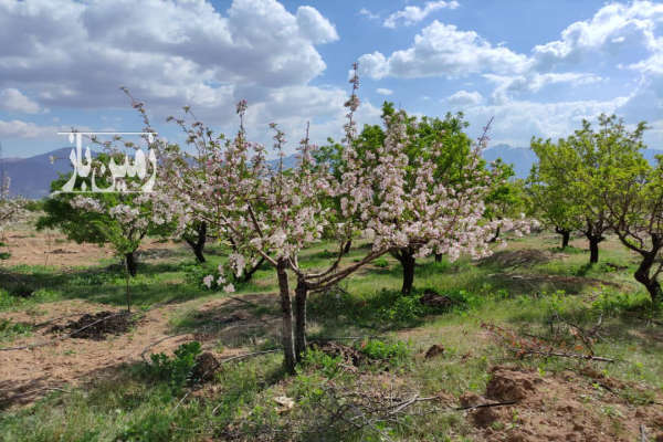 فروش باغ ۷۰۰۰ متری دستگرد امامزاده-1