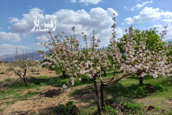 فروش باغ ۷۰۰۰ متری دستگرد امامزاده-2