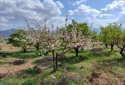 فروش باغ ۷۰۰۰ متری دستگرد امامزاده