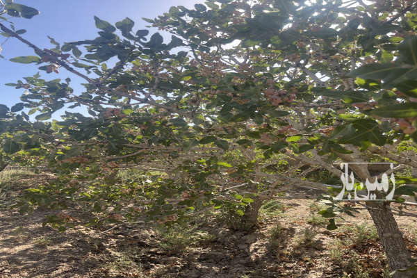 باغ پسته ۳۶۰۰ متر روستای نعیم اباد با درختان ۲۵ساله-1