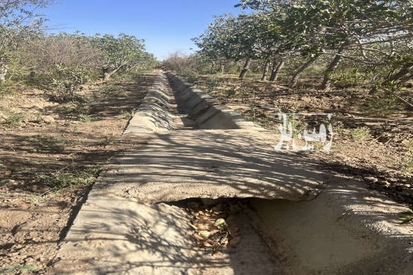 باغ پسته ۳۶۰۰ متر روستای نعیم اباد با درختان ۲۵ساله-2