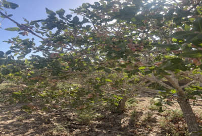 باغ پسته ۳۶۰۰ متر روستای نعیم اباد با درختان ۲۵ساله