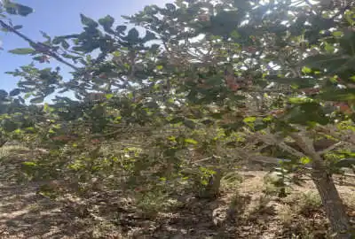 باغ پسته ۳۶۰۰ متر روستای نعیم اباد با درختان ۲۵ساله