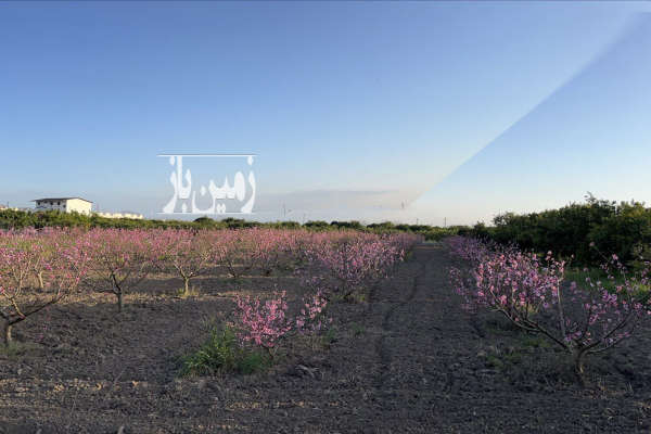 باغ هلو در جاده دریا ساری ۱۱۰۰ متری-1