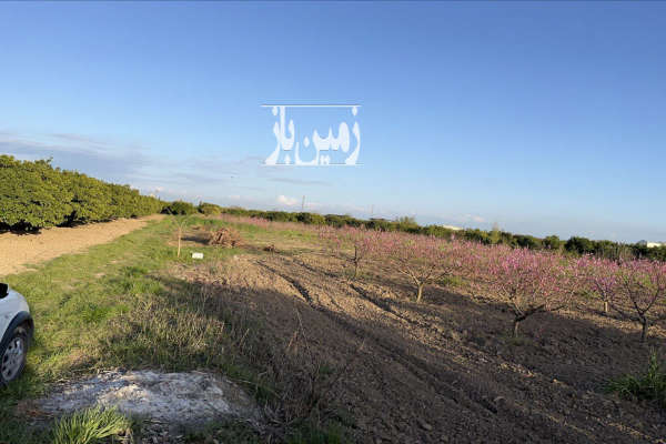 باغ هلو در جاده دریا ساری ۱۱۰۰ متری-2