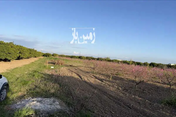 باغ هلو در جاده دریا ساری ۱۱۰۰ متری - تصویر 2