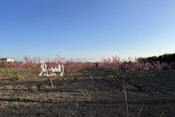 باغ هلو در جاده دریا ساری ۱۱۰۰ متری-3