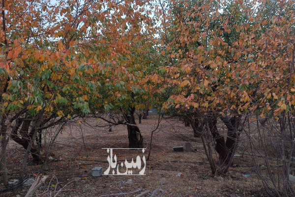 باغ ۱۵۰۰ متری جابان دماوند سند تک برگ-2