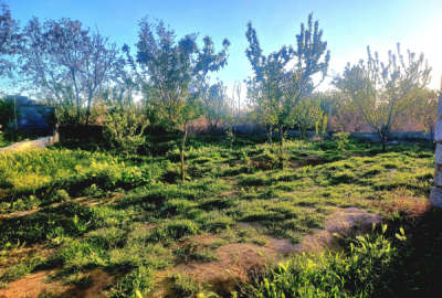 فروش باغچه ۳۰۰ متری ماهدشت پیشک دو