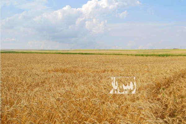 هفت هکتار زمین کشاورزی دیم حاصلخیز روستای ارمنی بلاغی-1