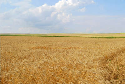 هفت هکتار زمین کشاورزی دیم حاصلخیز روستای ارمنی بلاغی