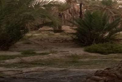 زمین کشاورزی بخشان جلوتر از حوض سیاه دک ۱۸۰۰ متر