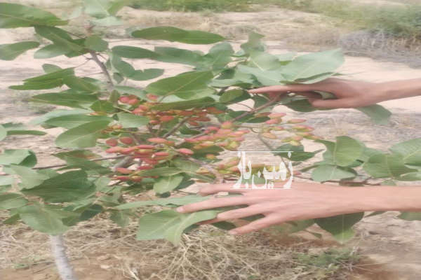 باغ پسته ۶ ساله دوبر یوسف آباد خالصه ۴۰۰۰ متر-1