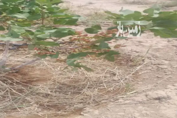 باغ پسته ۶ ساله دوبر یوسف آباد خالصه ۴۰۰۰ متر - تصویر 2