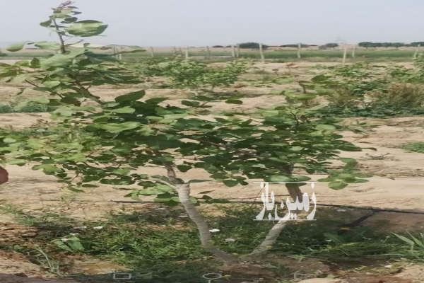 باغ پسته ۶ ساله دوبر یوسف آباد خالصه ۴۰۰۰ متر-3