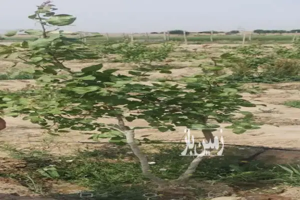 باغ پسته ۶ ساله دوبر یوسف آباد خالصه ۴۰۰۰ متر - تصویر 3