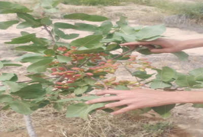 باغ پسته ۶ ساله دوبر یوسف آباد خالصه ۴۰۰۰ متر