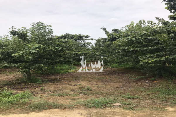 فروش خونه باغ ۳ هکتاری چندین منظوره حوالی کیاکلا-3