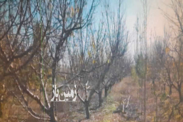 فروش خونه باغ ۳ هکتاری چندین منظوره حوالی کیاکلا-4