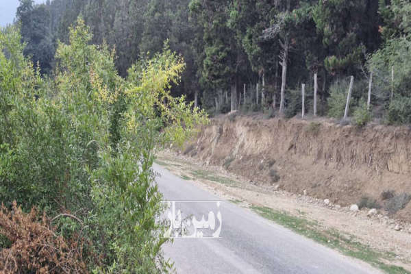 زمین واقع در اجاراستاق ۱۸۰ متر بر زمین جنگلی ویو ابدی-3