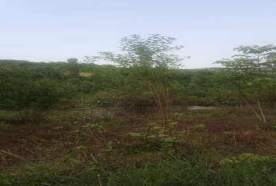 زمین شیرگاه گنج افروز مرزیکلا روستای کلاریکلا ۶۰۰ متر