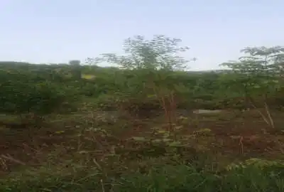 زمین شیرگاه گنج افروز مرزیکلا روستای کلاریکلا ۶۰۰ متر