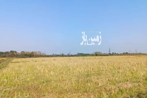 فروش شالیزار ۳۲ هکتاری در لاهیجان-1