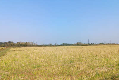 فروش شالیزار ۳۲ هکتاری در لاهیجان