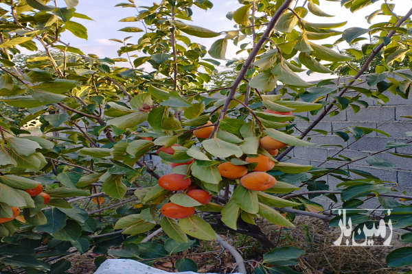 زمین ۲۶۰۰ متر داخل بافت ۲ بر دارای درختان میوه-1