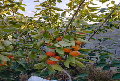 زمین ۲۶۰۰ متر داخل بافت ۲ بر دارای درختان میوه