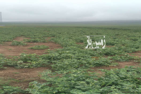 زمین کشاورزی کلاله شهر فراغی محله پیشکمر ۱۱۰۰۰ متر-1