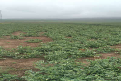 زمین کشاورزی کلاله شهر فراغی محله پیشکمر ۱۱۰۰۰ متر