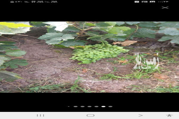 فروش باغ انگور در روستای رحمت آباد ۶۰۰۰ متر-2