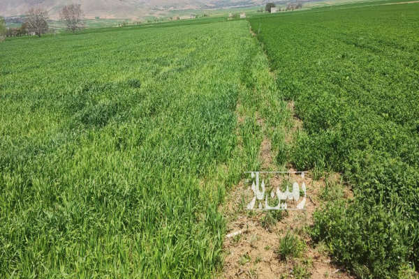 پنج هکتار زمین کشاورزی به همراه۱۴۰۰ متر باغ درخت گردو-2