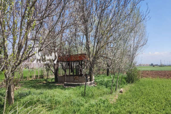 پنج هکتار زمین کشاورزی به همراه۱۴۰۰ متر باغ درخت گردو-3