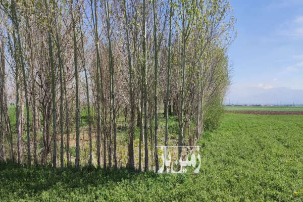 پنج هکتار زمین کشاورزی به همراه۱۴۰۰ متر باغ درخت گردو-4