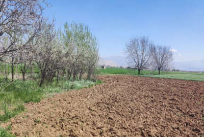 پنج هکتار زمین کشاورزی به همراه۱۴۰۰ متر باغ درخت گردو