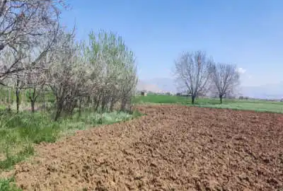 پنج هکتار زمین کشاورزی به همراه۱۴۰۰ متر باغ درخت گردو