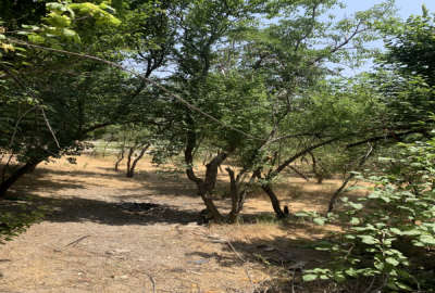 زمین ۸۲۴ متر واقع در لواسان کند علیا