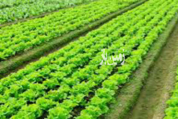 زمینی وصل به محدوده به متراژ ۳۰۹ متر-1